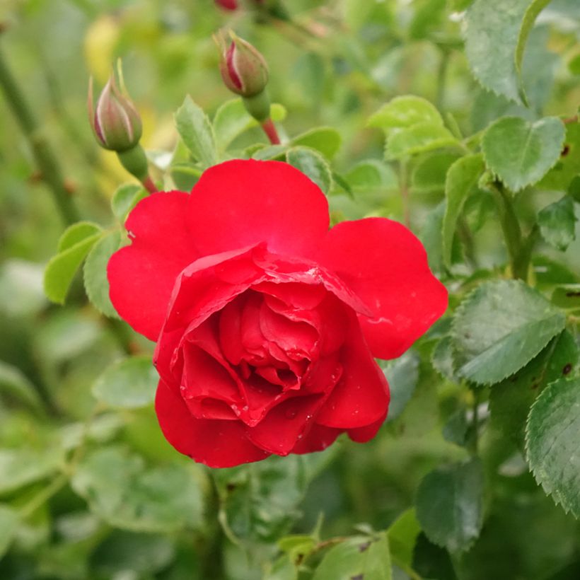 Rosier tige Kadora Decorosier (Flowering)