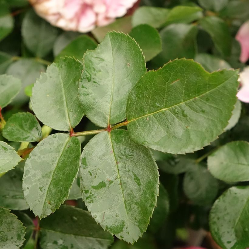 Rosier tige Leonardo da Vinci (Foliage)