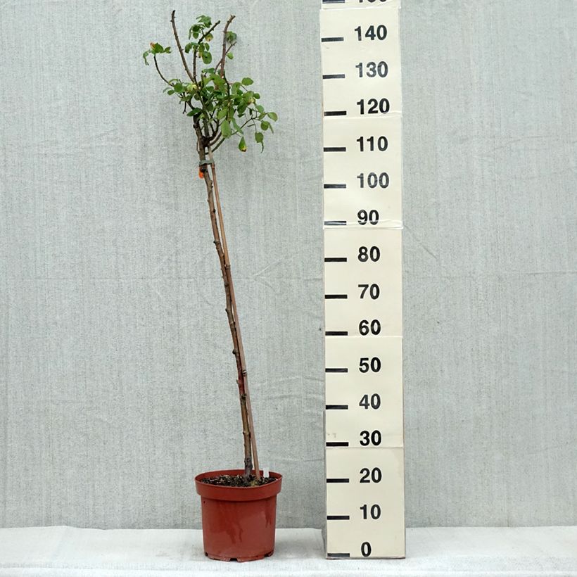 Example of Rosier tige Line Renaud  Pot de 7,5L/10L, Tige as you get in automne