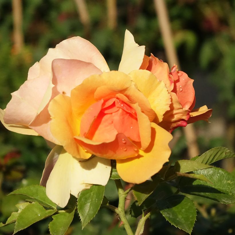 Rosier tige Mythique  (Flowering)