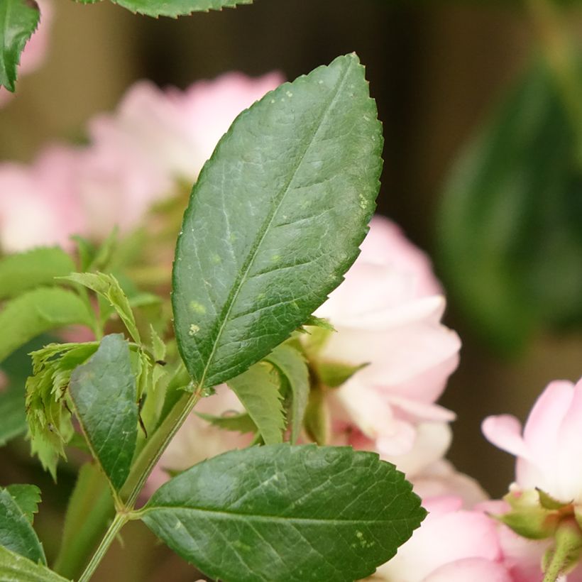 Rosier Tige The Fairy (Foliage)
