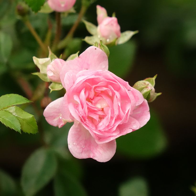 Rosier Tige The Fairy (Flowering)