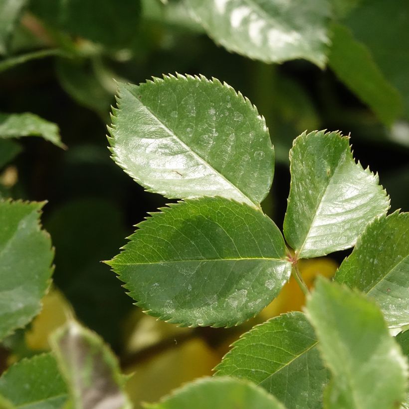 Rosier Urban Streetlight Sunmaid (Foliage)