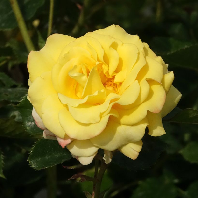 Rosier Urban Streetlight Sunmaid (Flowering)