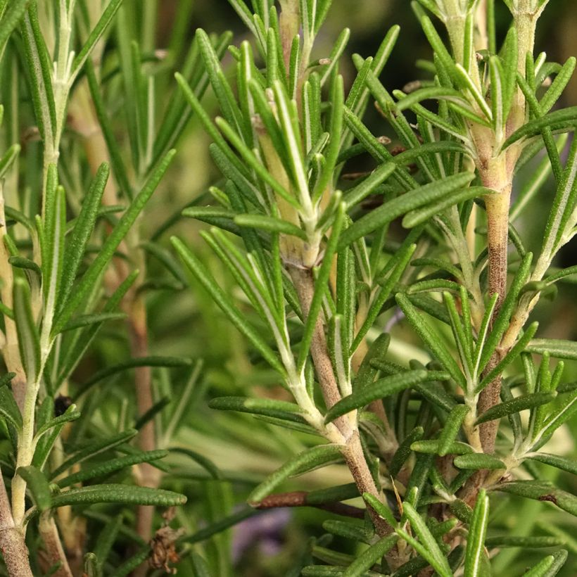 Rosmarinus officinalis Corsican Blue - Romarin (Foliage)