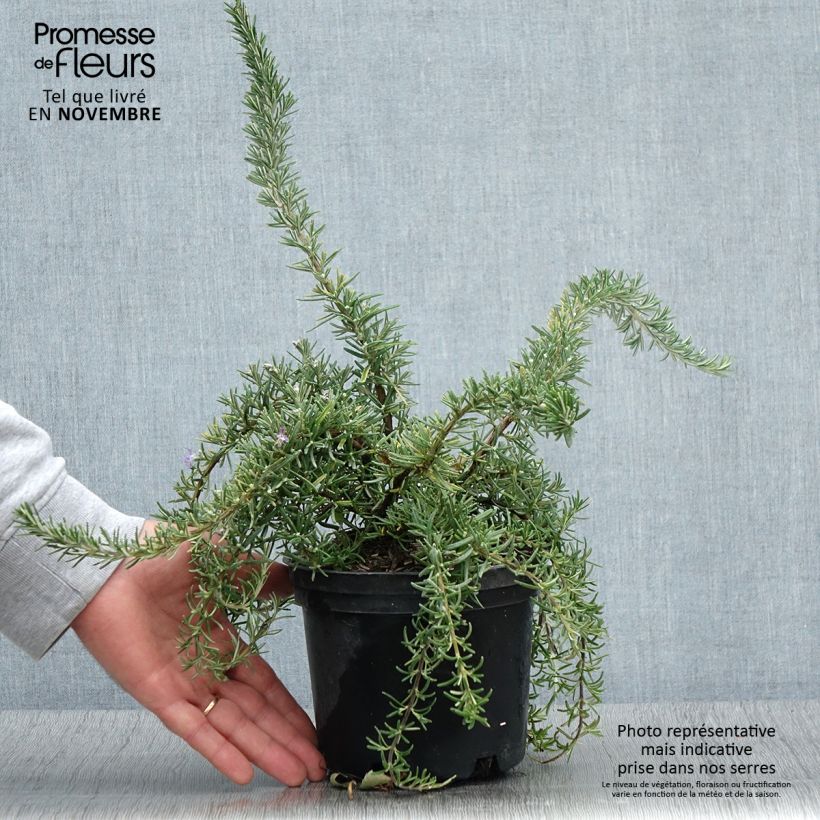 Example of Rosmarinus officinalis Corsican Blue - Romarin Pot de 2L/3L as you get in automne
