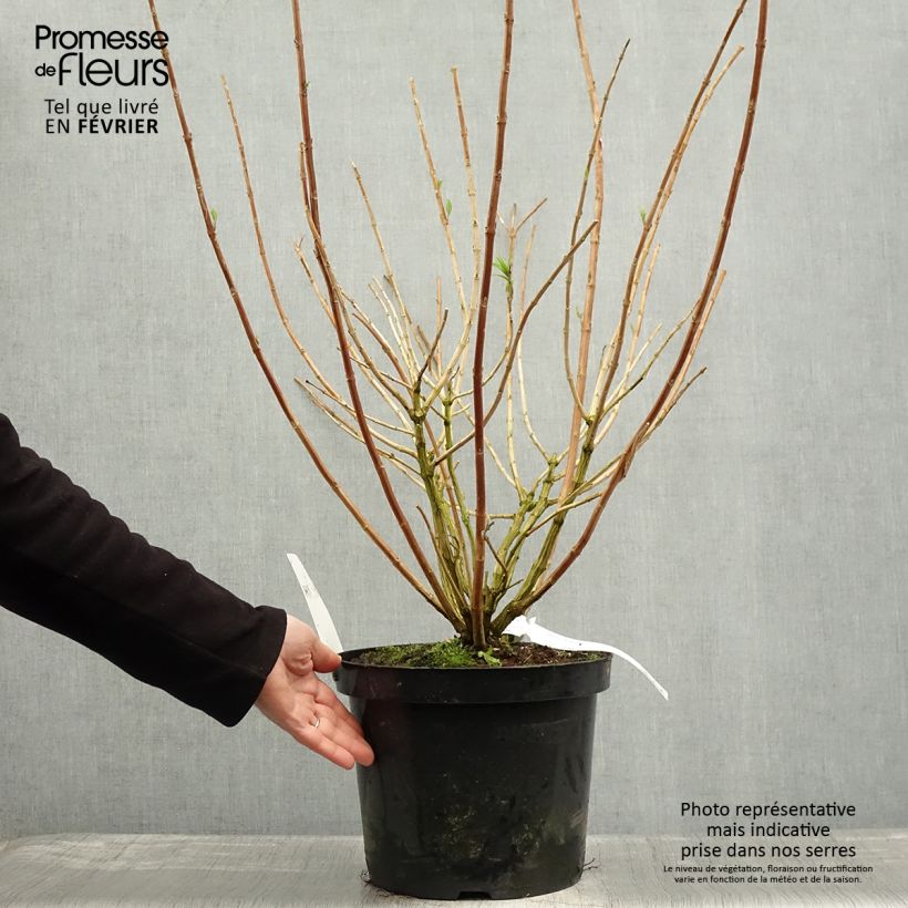 Example of Rostrinucula dependens Happy Cascade - Menthe en arbre Pot de 7,5L/10L as you get in hiver