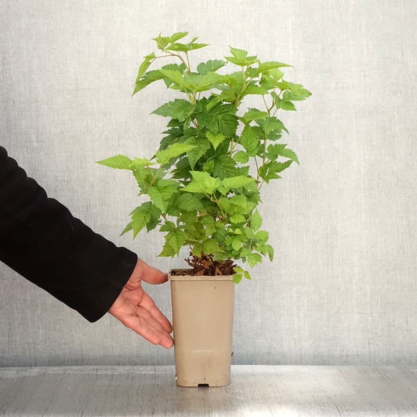 Example of Rubus spectabilis Pacific Rose - Ronce remarquable Pot de 1,5L/2L, Touffe as you get in automne