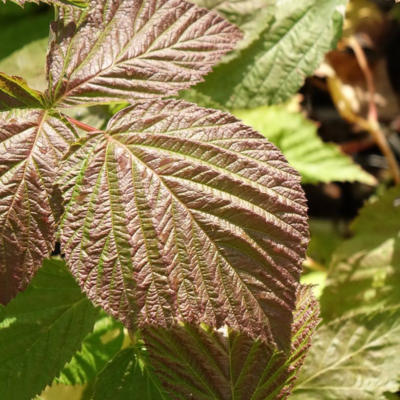 Framboisier Glen Coe (Foliage)
