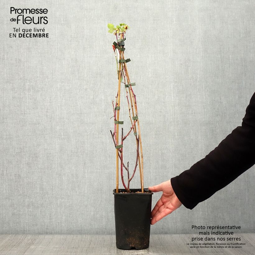 Example of Framboisier Glen Coe Pot de 2L/3L as you get in automne