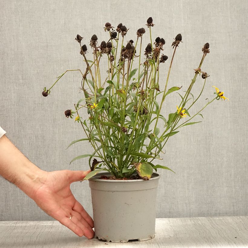 Example of Rudbeckia fulgida Little Goldstar Pot de 3L/4L as you get in automne