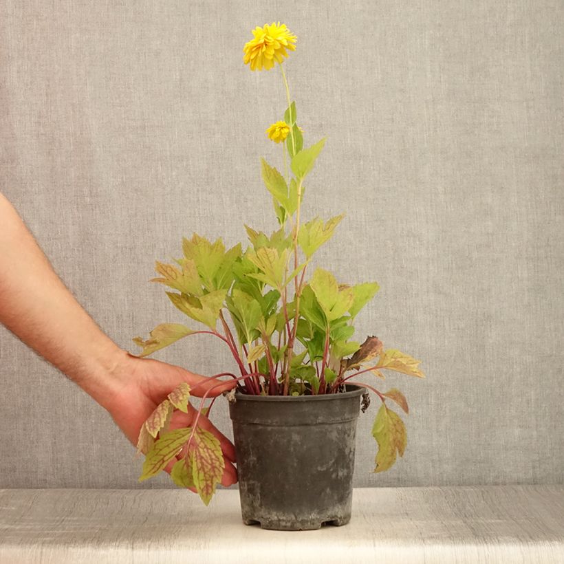 Example of Rudbeckia laciniata Goldquelle Pot de 2L/3L as you get in ete