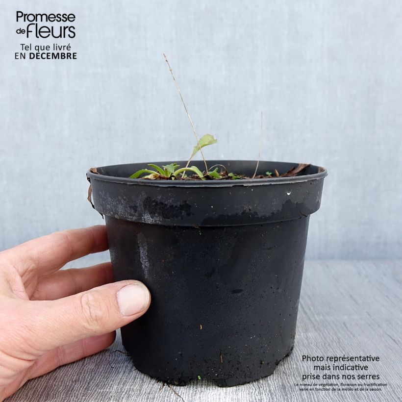 Example of Rudbeckia occidentalis Green Wizard Pot de 2L/3L as you get in automne