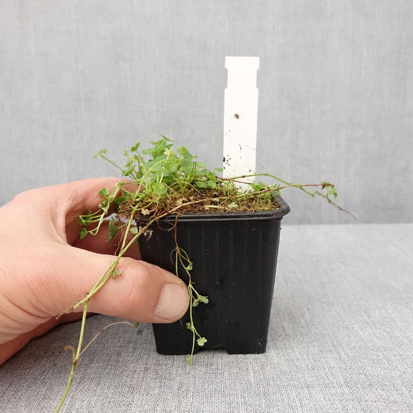 Example of Ruine de Rome blanche - Cymbalaria muralis Alba Godet de 8/9 cm as you get in hiver
