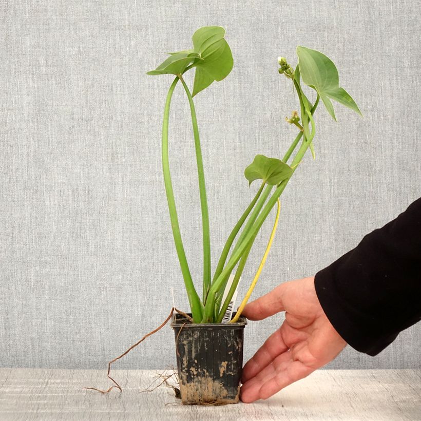 Example of Sagittaria montevidensis - Sagittaire de Montevideo Godet de 8/9 cm as you get in printemps