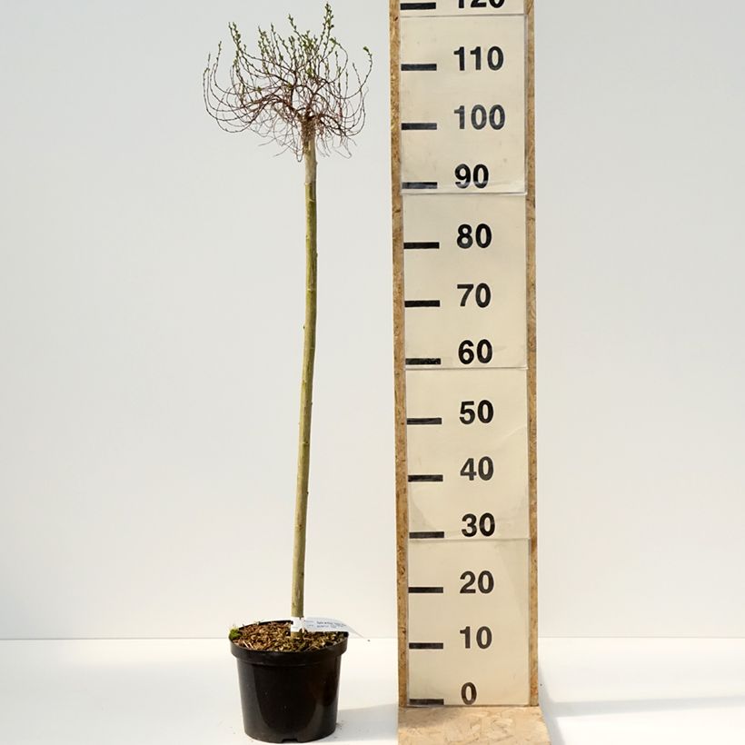 Example of Salix artica Yalta - Saule arctique Pot de 4L/5L, Tige as you get in printemps
