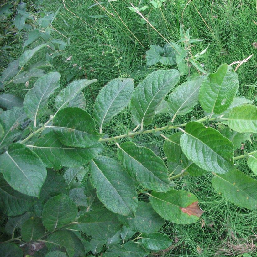 Saule à oreilles, Petit marsault - Salix aurita (Foliage)