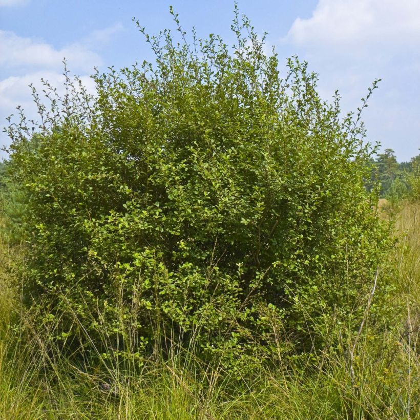 Saule à oreilles, Petit marsault - Salix aurita (Plant habit)