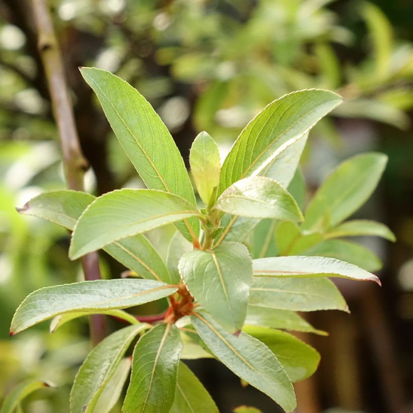 Salix chaenomeloides Mount Aso - Saule japonais (Foliage)