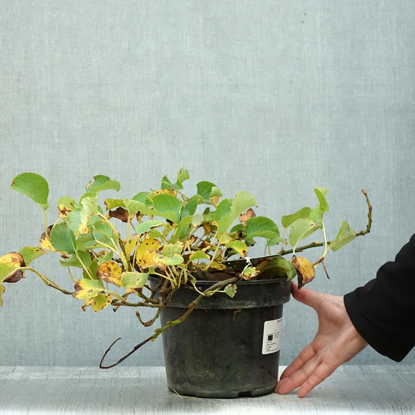 Example of Saule rampant des îles Kouriles -Salix kurilensis Pot de 4L/5L as you get in automne