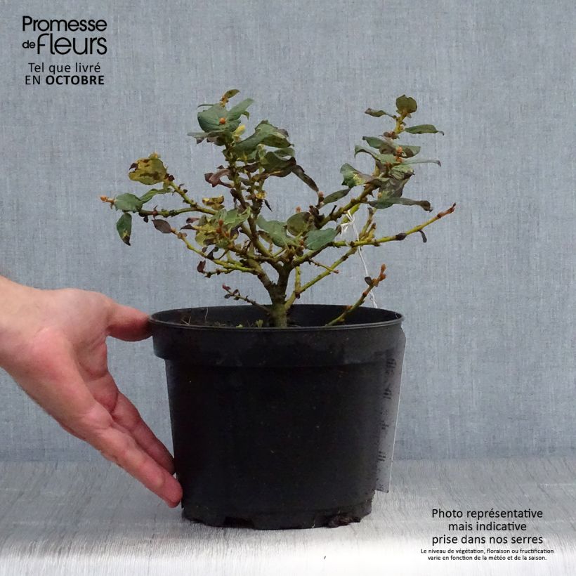 Example of Salix lanata - Saule laineux Pot de 2L/3L as you get in automne