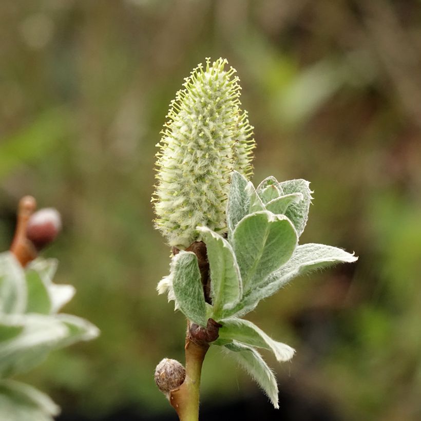 Salix lanata - Saule laineux (Flowering)
