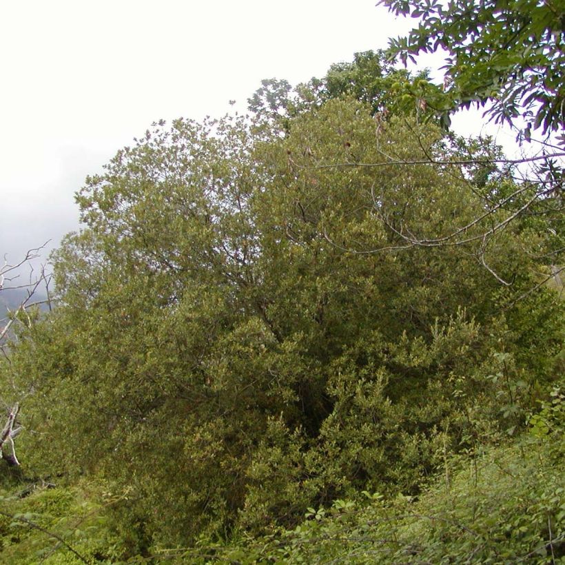 Osier rouge - Salix purpurea (Plant habit)