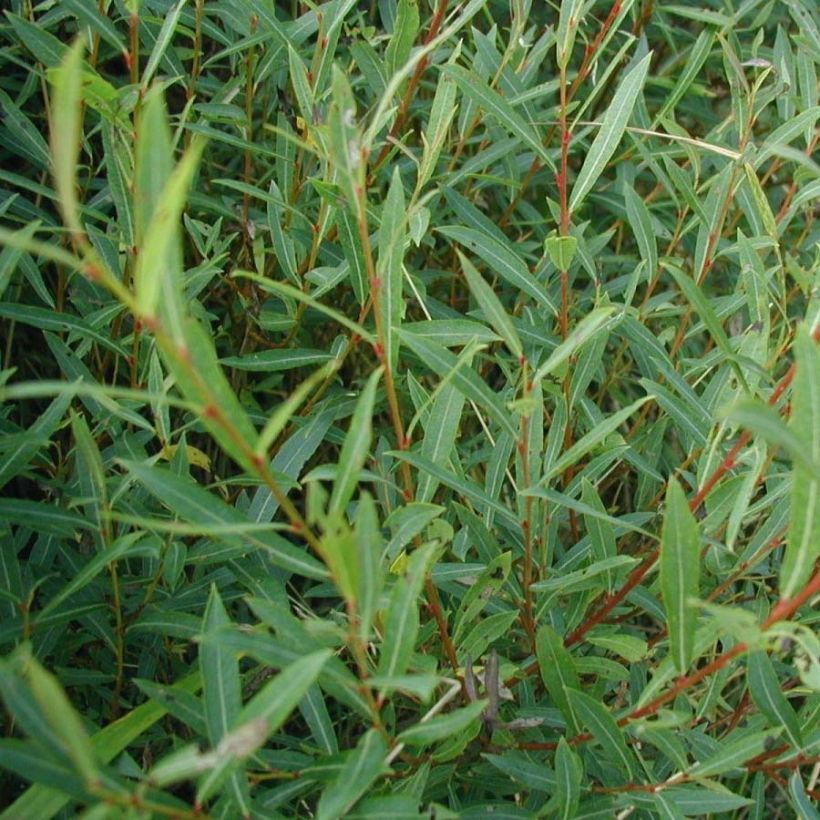 Osier rouge - Salix purpurea (Foliage)