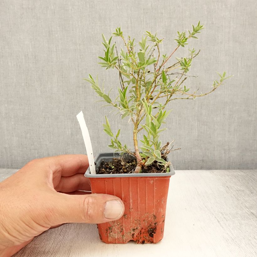 Example of Salix subopposita - Saule nain Godet de 8/9 cm as you get in ete