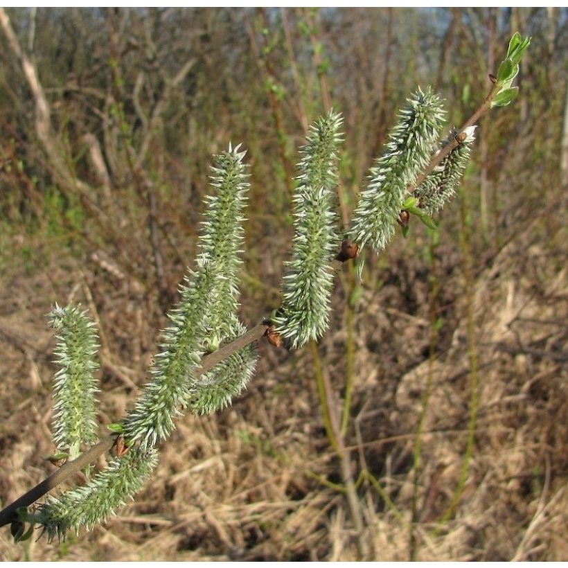 Salix (x) tetrapla - Saule (Flowering)