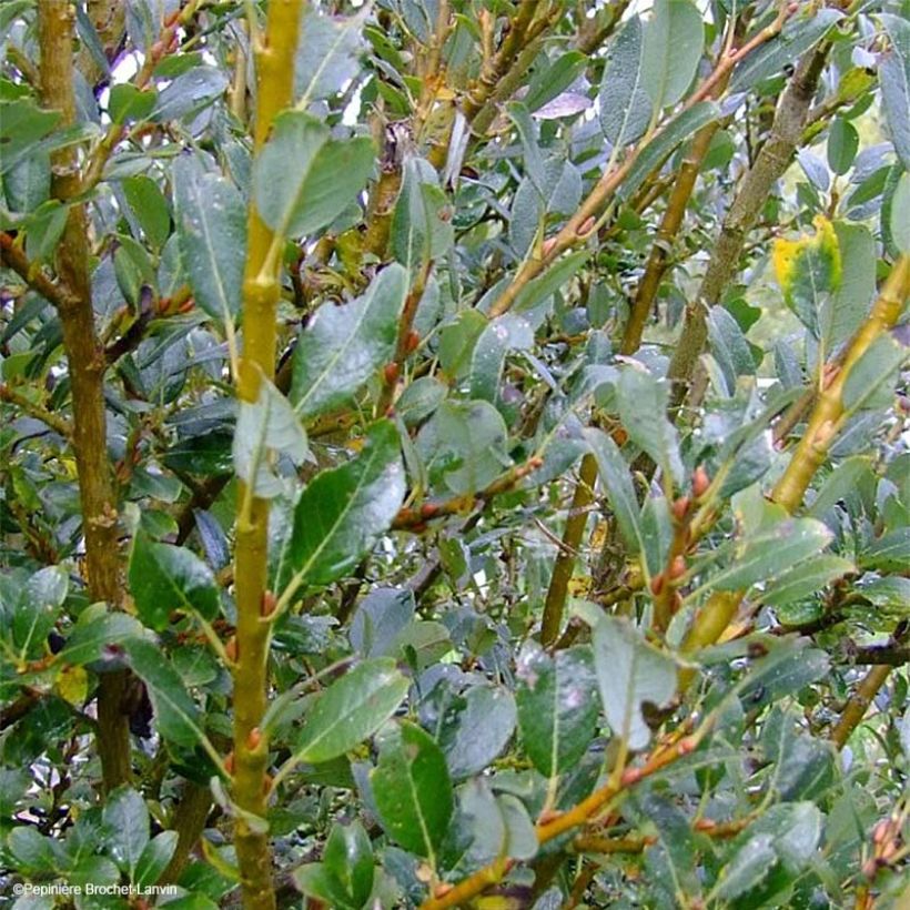 Salix (x) tetrapla - Saule (Foliage)