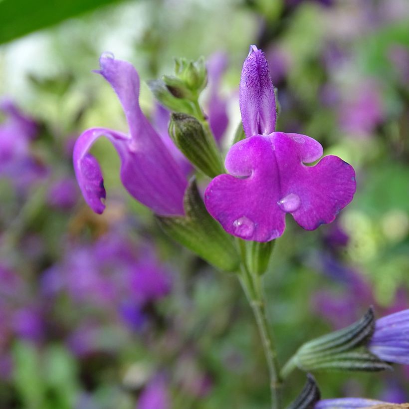 Salvia greggi ARCTIC BLAZE Purple 'Novasalpur' - Sauge arbustive (Flowering)