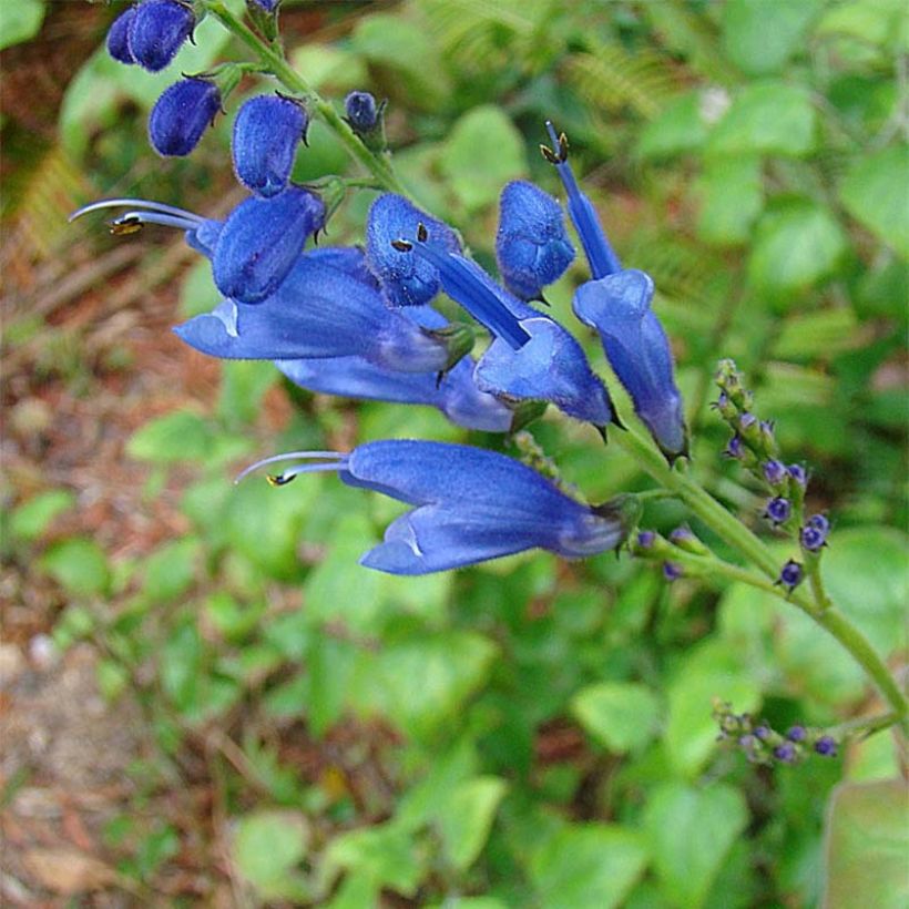 Salvia cacaliifolia - Sauge à feuilles de Cacalie (Flowering)