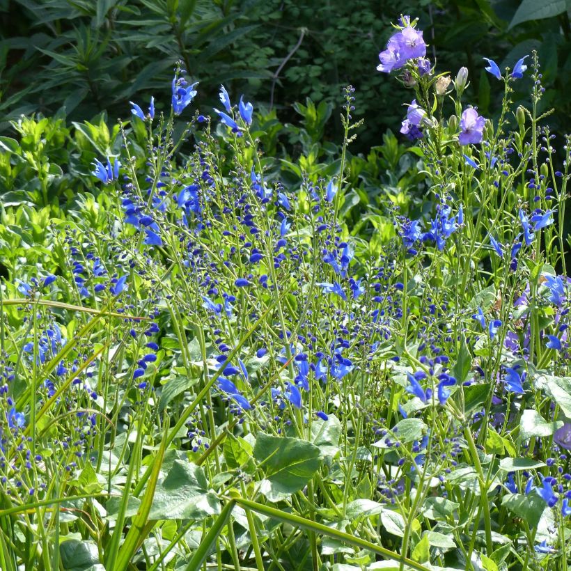 Salvia cacaliifolia - Sauge à feuilles de Cacalie (Plant habit)