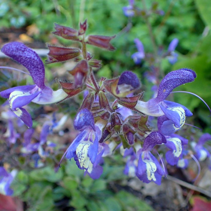 Sauge - Salvia forsskaolei  (Flowering)