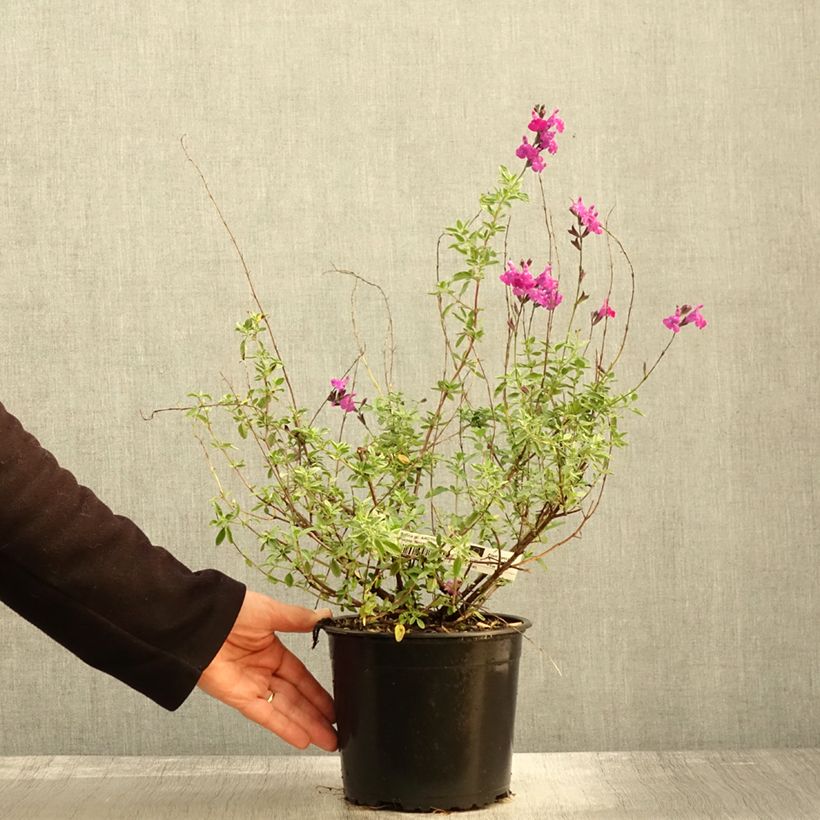 Example of Salvia greggi ARCTIC BLAZE Purple 'Novasalpur' - Sauge arbustive Pot de 2L/3L as you get in automne