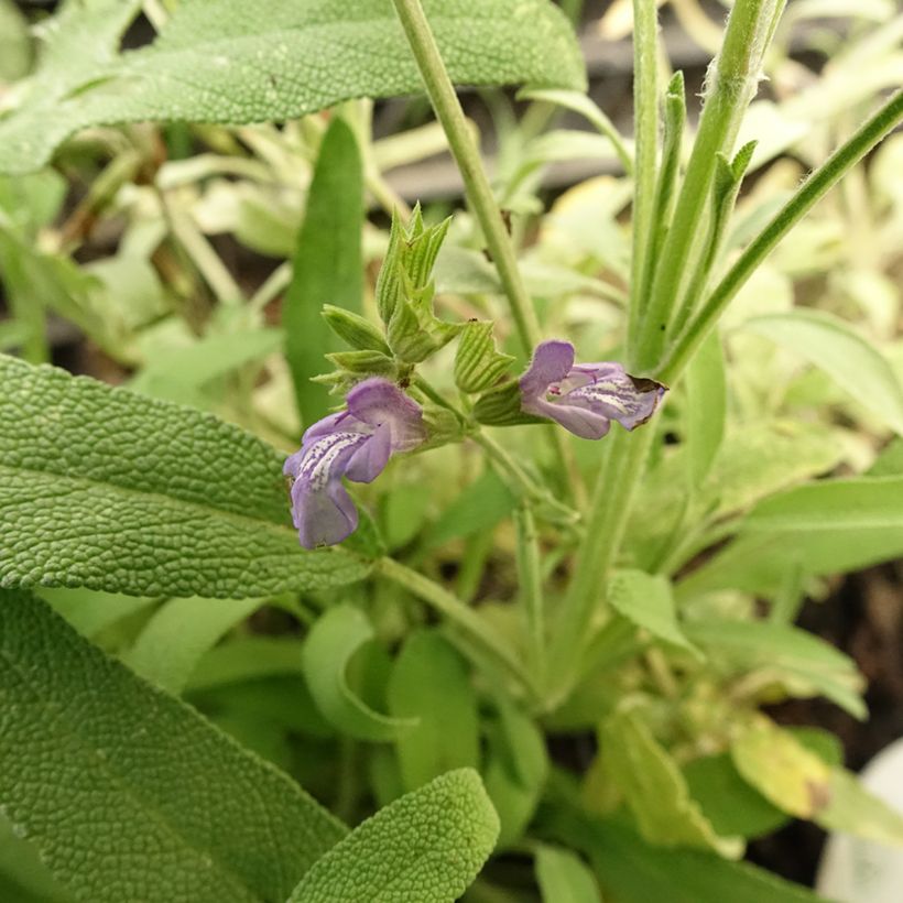 Salvia lavandulifolia - Sauge à feuilles de lavande (Flowering)