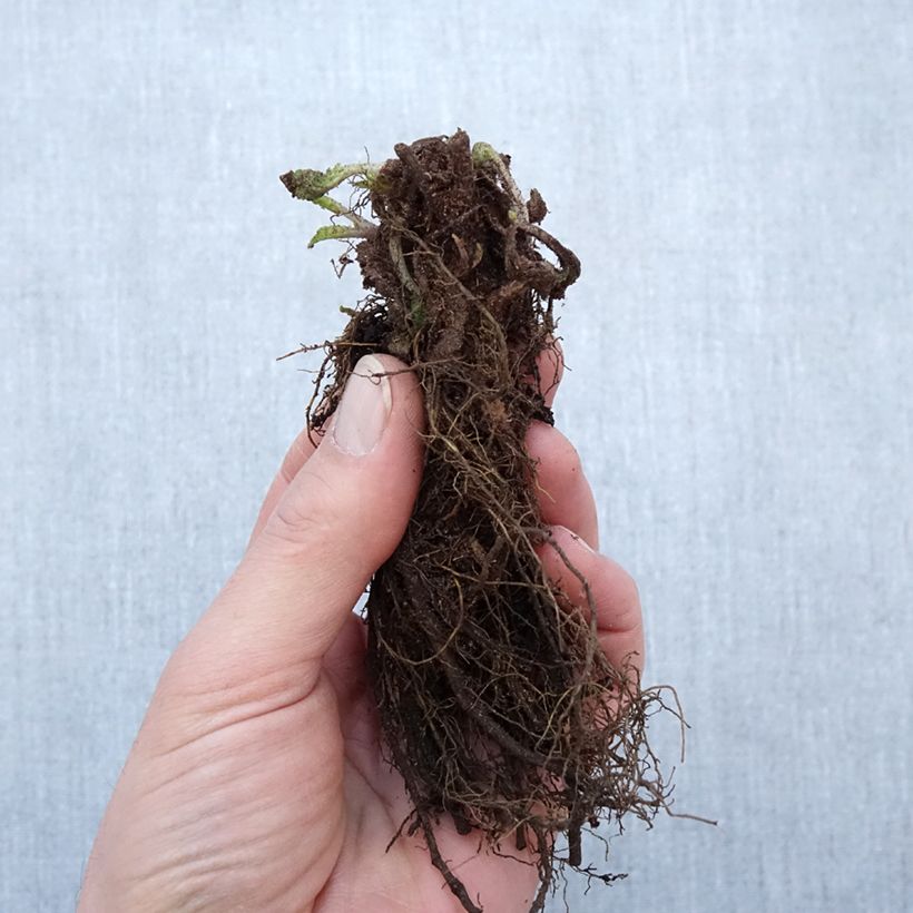 Example of Salvia nemorosa Blauhügel Petites Racines nues as you get in hiver