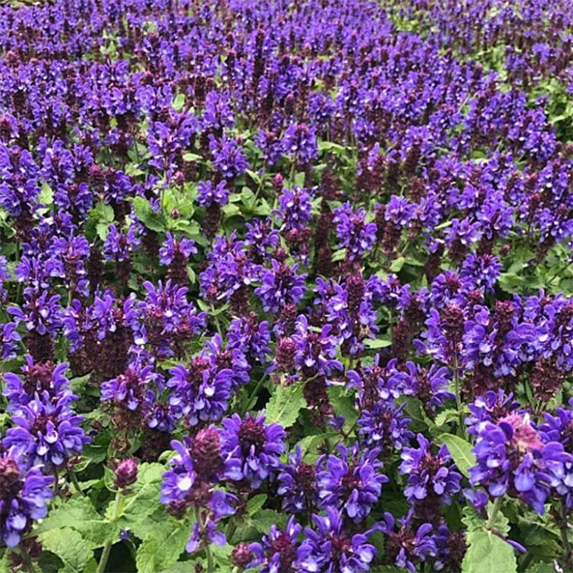 Salvia nemorosa Blue Marvel - Sauge des bois (Plant habit)