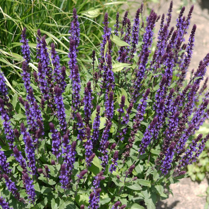 Sauge - Salvia nemorosa Caradonna (Plant habit)