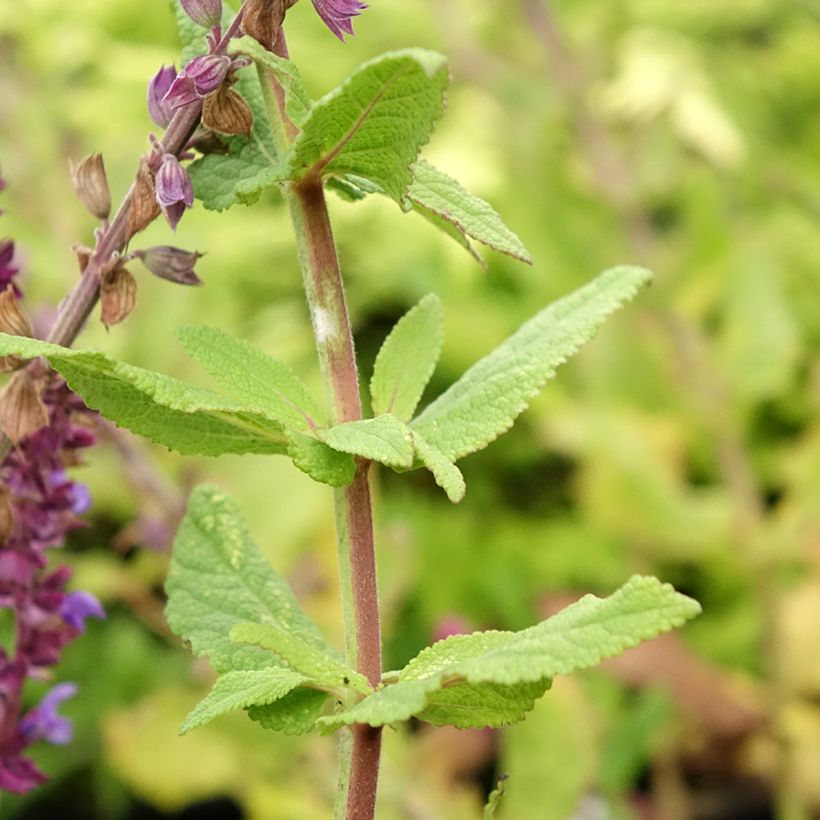 Salvia nemorosa Caradonna Compact - Sauge des bois (Foliage)