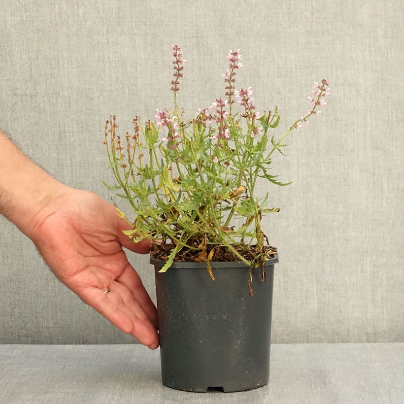 Example of Salvia nemorosa Feathers Flamingo - Sauge des bois  Pot de 1L/1,5L as you get in ete