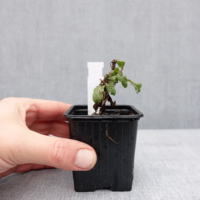 Example of Salvia nemorosa Katsjing - Sauge des bois Godet de 8/9 cm as you get in hiver