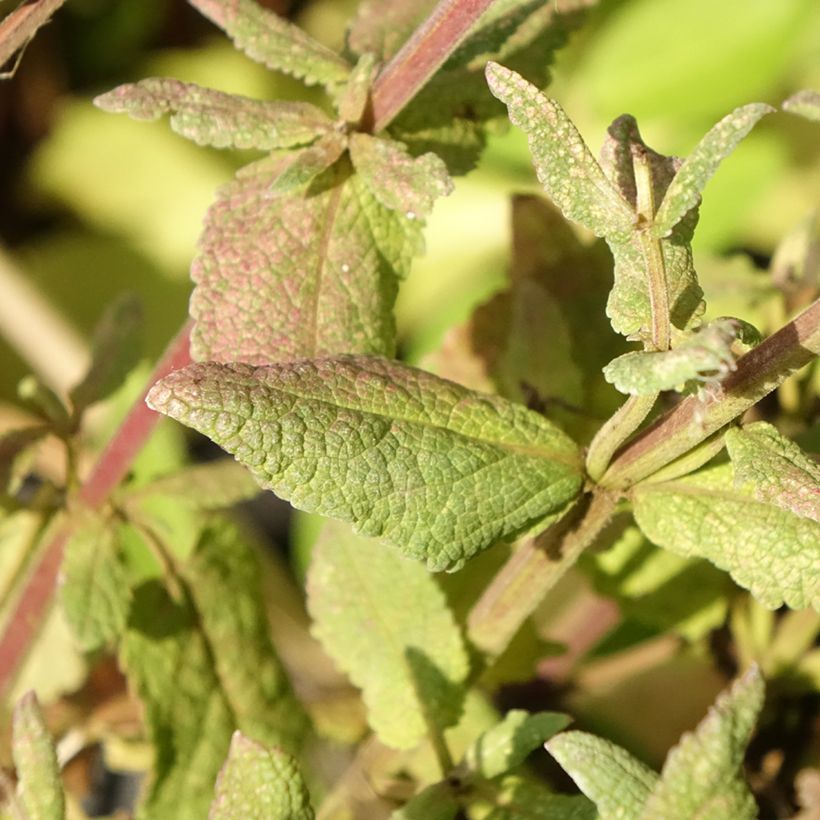Salvia nemorosa Lyrical Rose - Sauge des bois (Foliage)