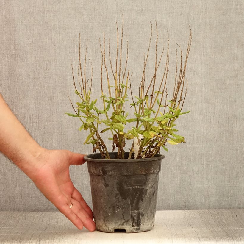 Example of Salvia nemorosa Lyrical Rose - Sauge des bois Pot de 2L/3L as you get in ete
