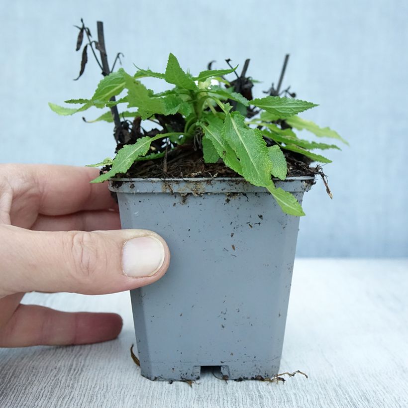 Example of Salvia nemorosa Salute White - Sauge des bois Godet de 8/9 cm as you get in automne