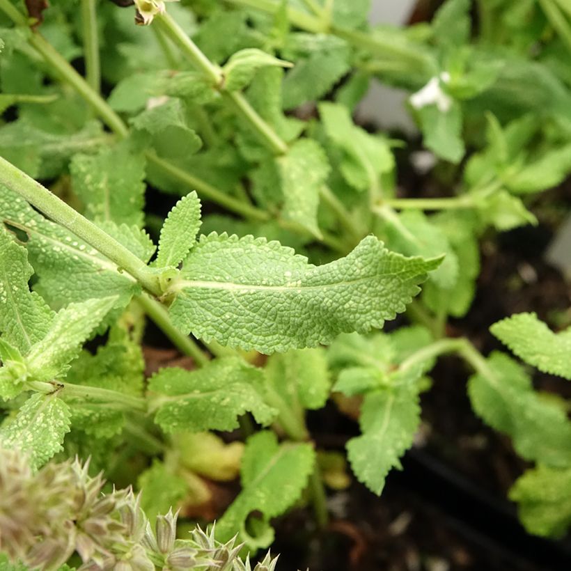 Salvia nemorosa Salute White - Sauge des bois (Foliage)