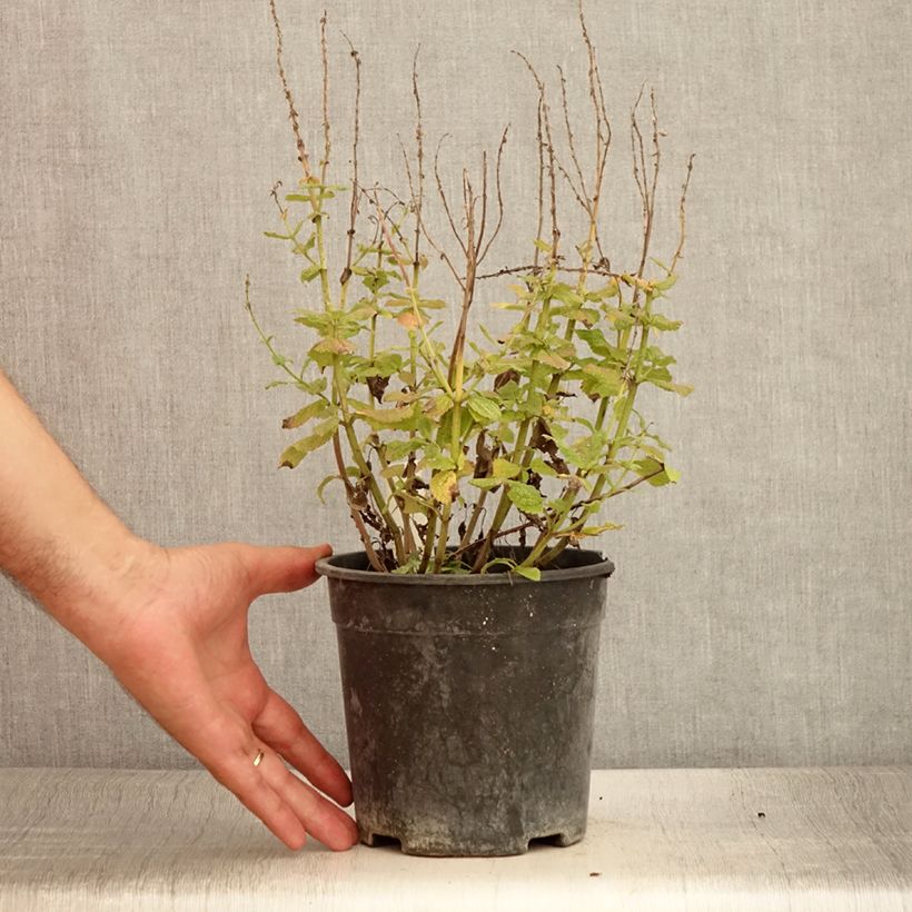 Example of Salvia pratensis Lyrical Blues - Sauge des près Pot de 2L/3L as you get in ete