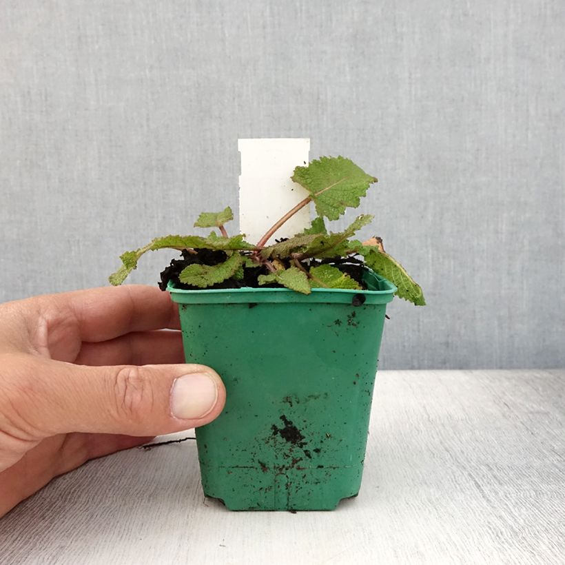Example of Salvia pratensis Sweet Esmeralda - Sauge des près Godet de 8/9 cm as you get in ete