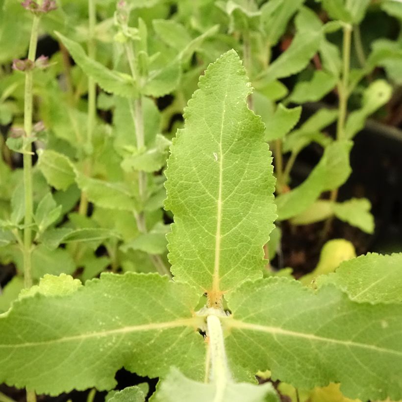 Salvia superba Blaukönigin (Reine des Bleues) - Sauge des bois (Foliage)